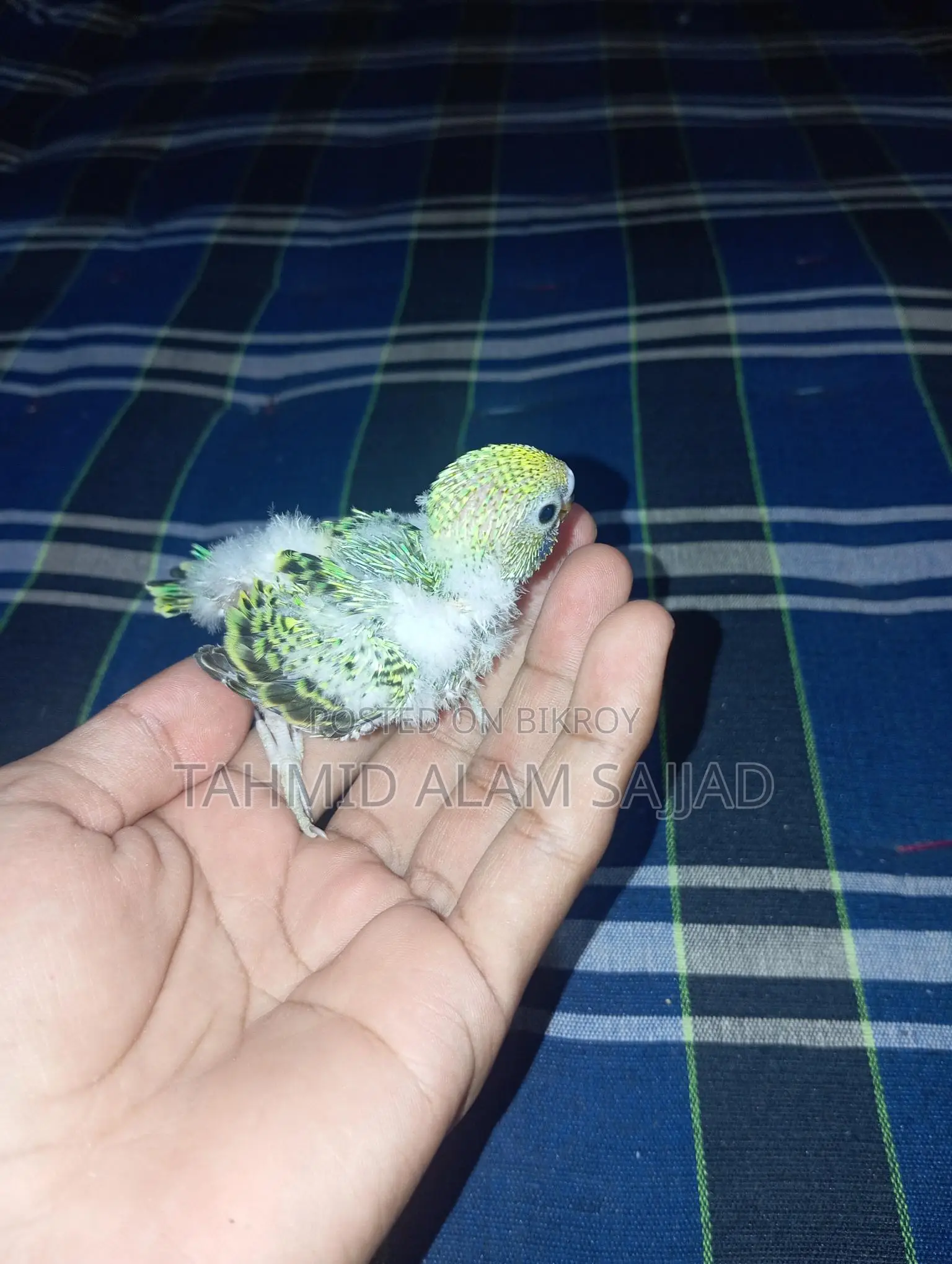Bajigar Pied