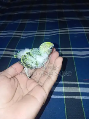 Bajigar Pied