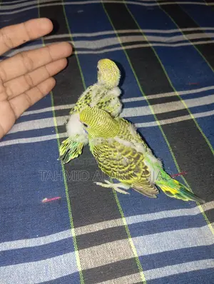 Bajigar Pied