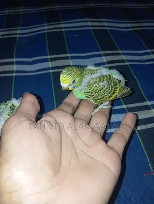 Bajigar Pied