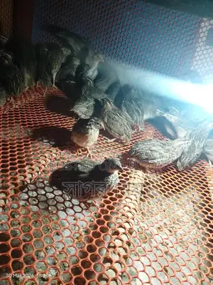 Quail Birds