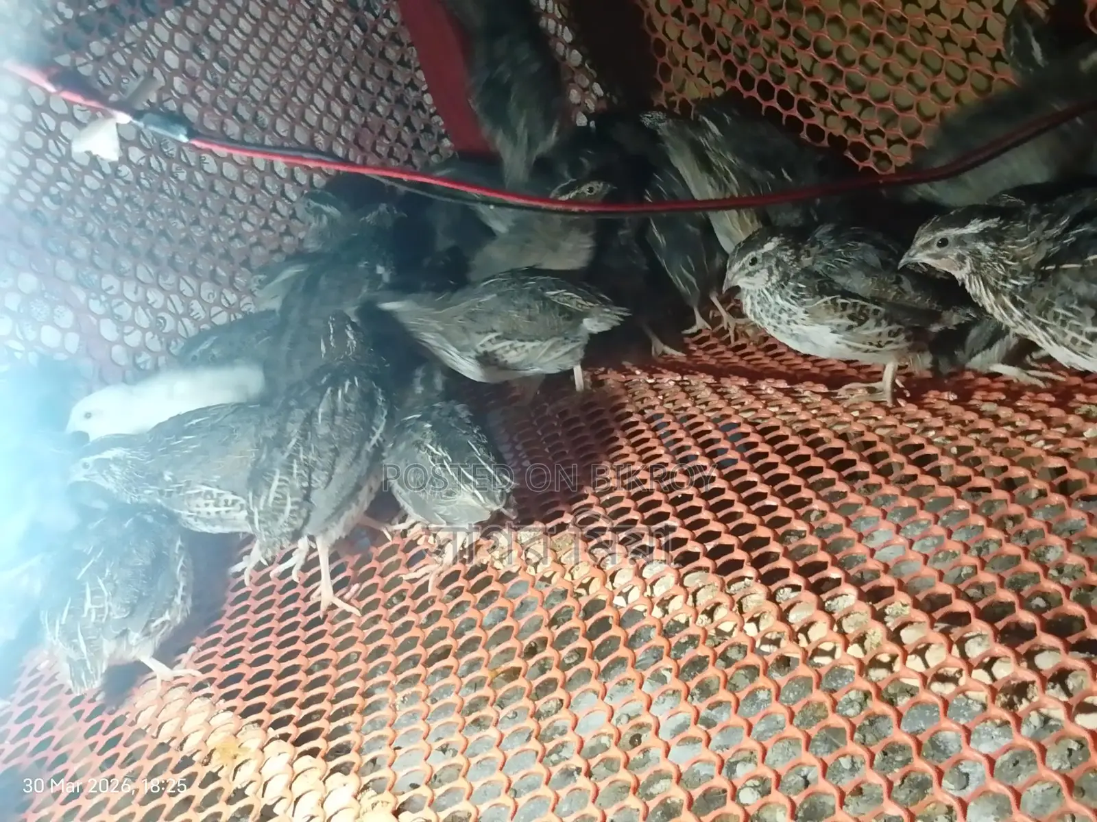 Quail Birds