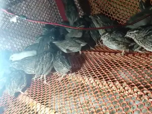 Quail Birds