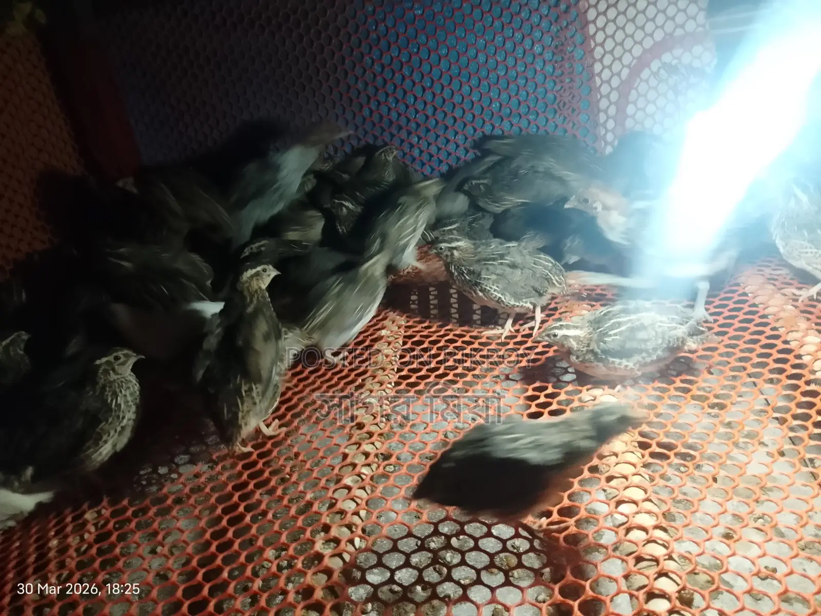 Quail Birds