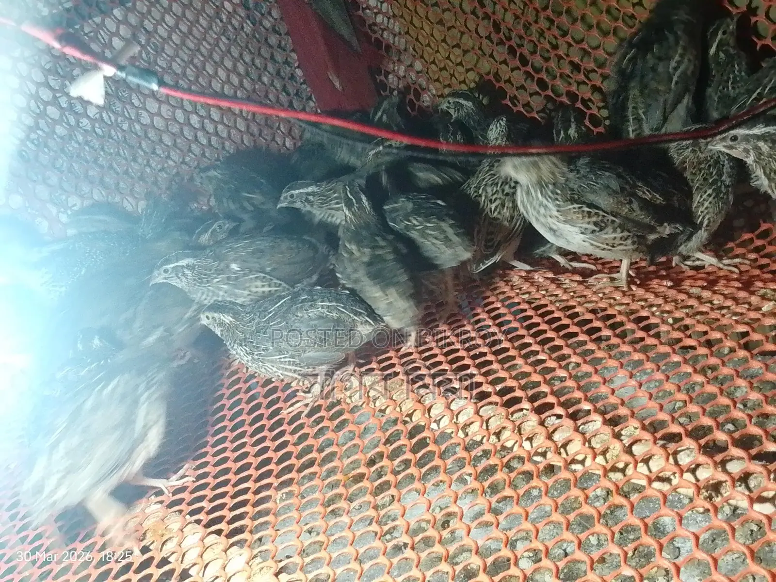 Quail Birds
