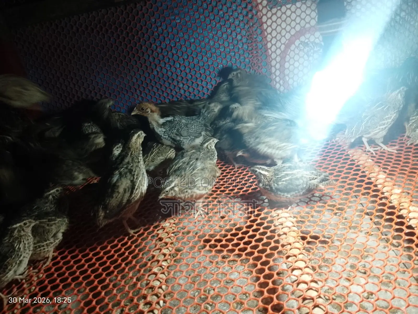 Quail Birds