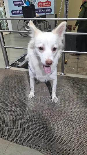 Pure German Spitz Dog