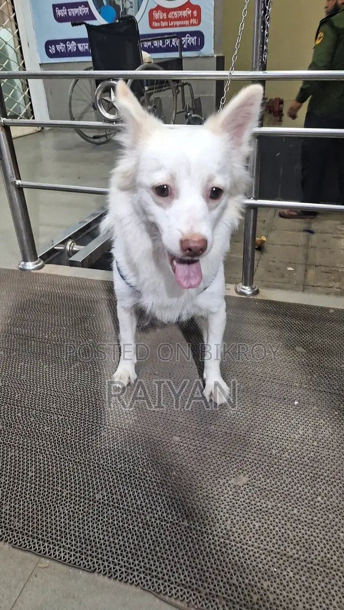 Pure German Spitz Dog