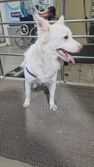 Pure German Spitz Dog