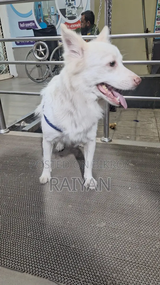 Pure German Spitz Dog