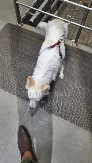 Pure German Spitz Dog
