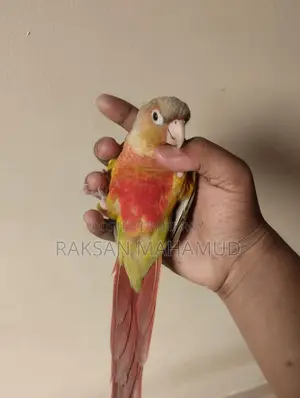 পাইনঅ্যাপল কনুর