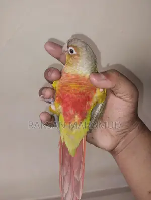 পাইনঅ্যাপল কনুর