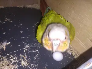 পাইনঅ্যাপল কনুর