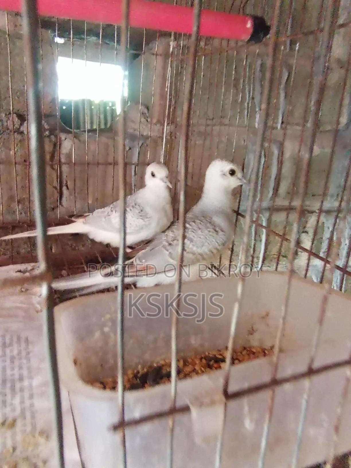 Diamond Dove