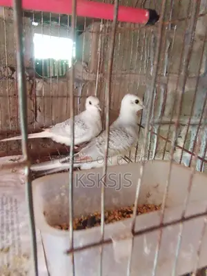 Diamond Dove