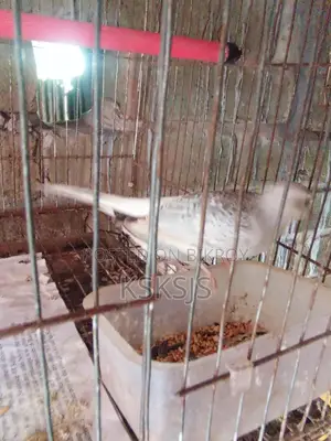 Diamond Dove