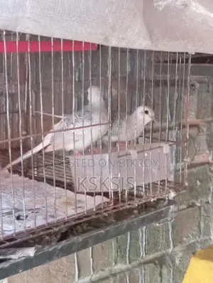 Diamond Dove