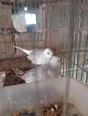 Diamond Dove