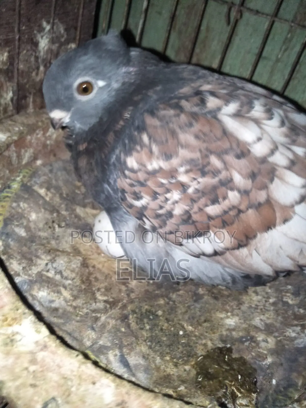 Pigeons for sale.