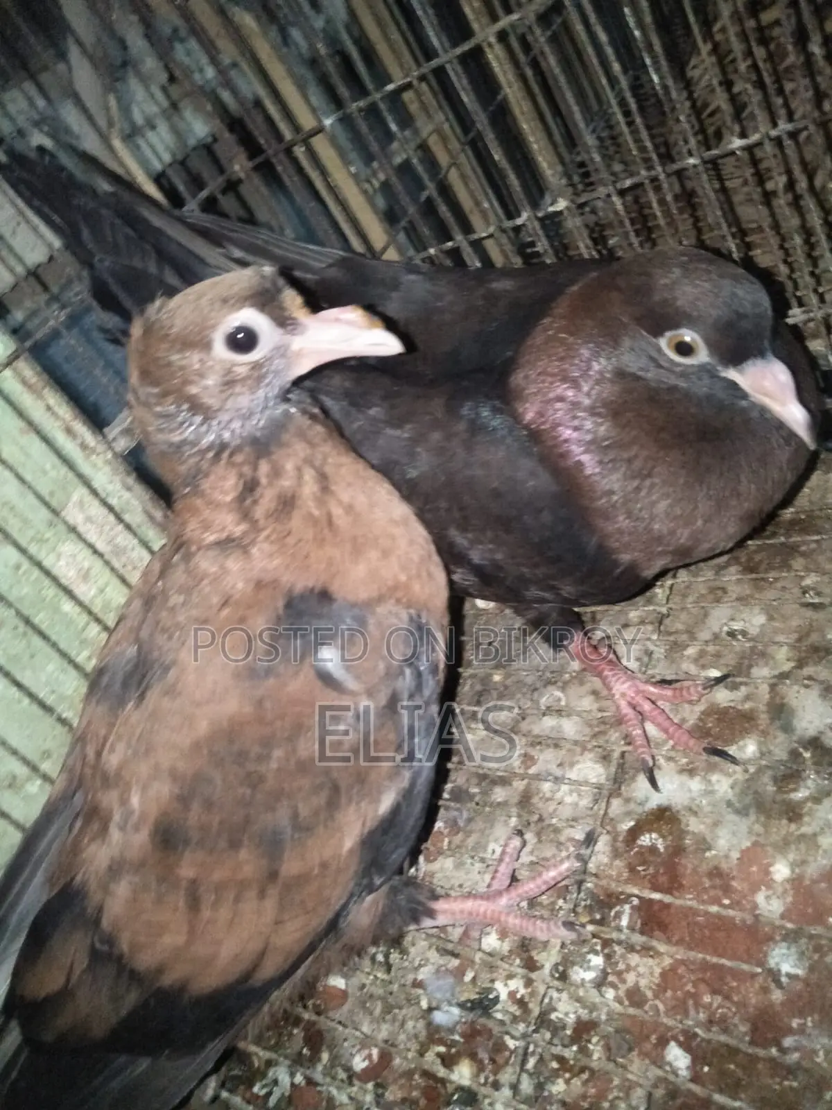 Pigeons for sale.