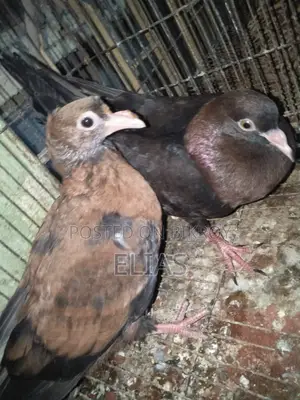 Pigeons for sale.
