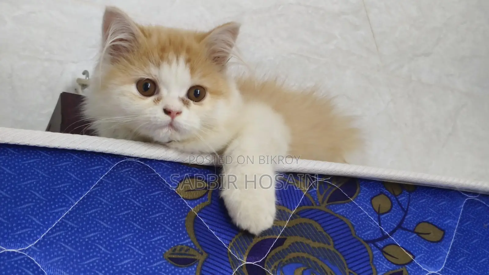 Exotic Bloodline Persian Kitten
