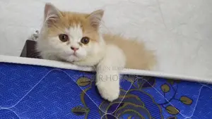 Exotic Bloodline Persian Kitten
