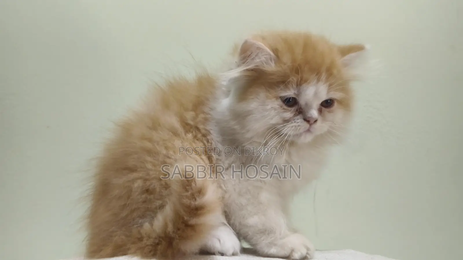 Exotic Bloodline Persian Kitten