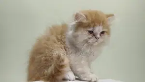 Exotic Bloodline Persian Kitten