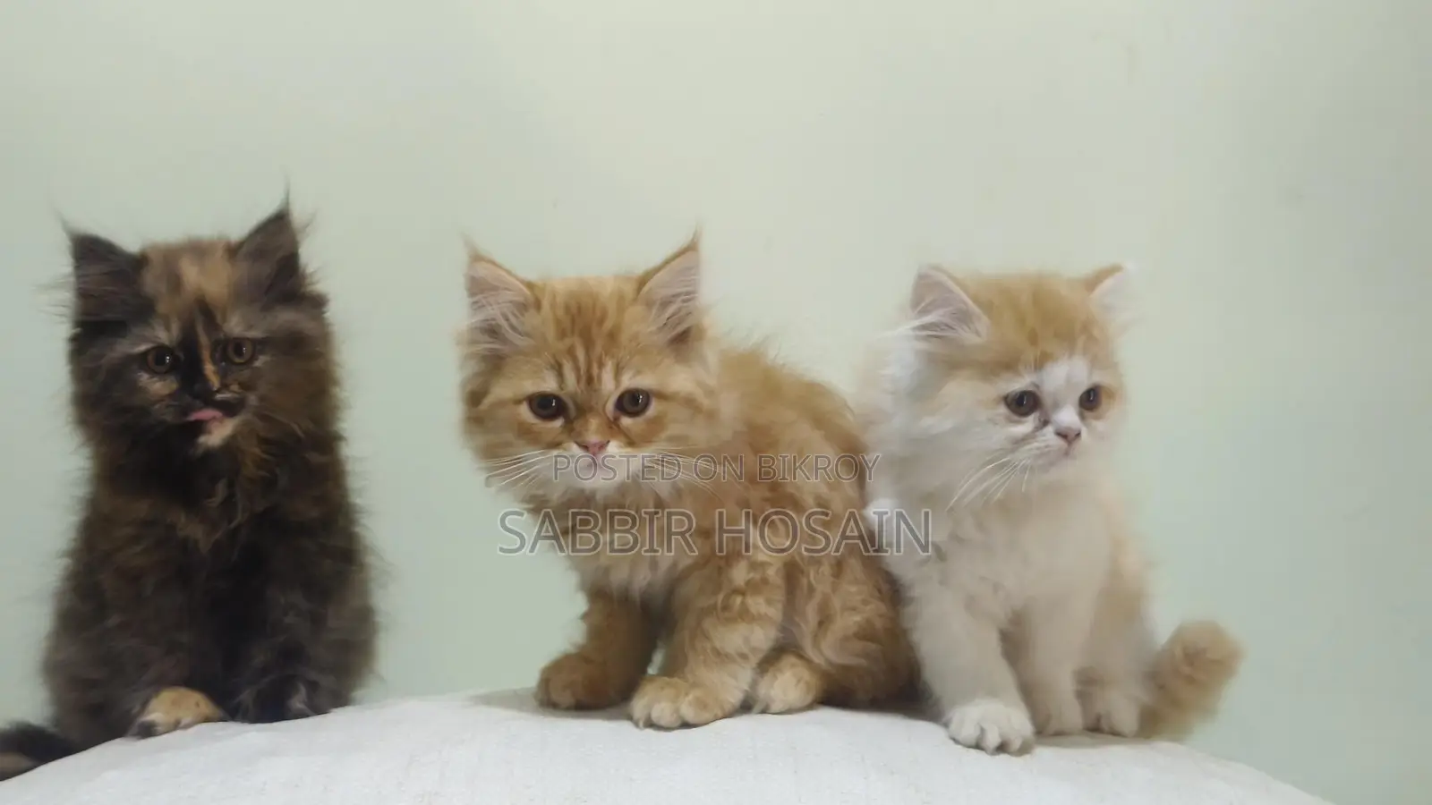 Exotic Bloodline Persian Kitten