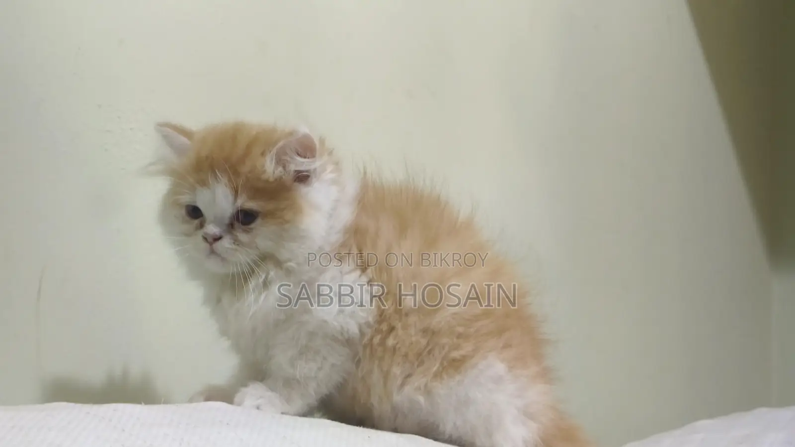 Exotic Bloodline Persian Kitten