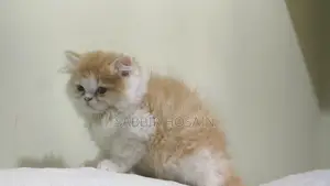 Exotic Bloodline Persian Kitten