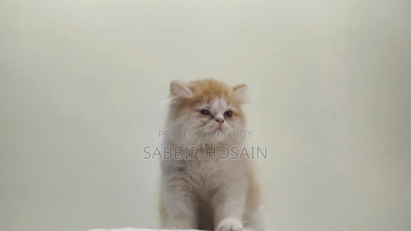 Exotic Bloodline Persian Kitten