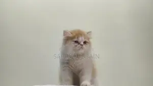 Exotic Bloodline Persian Kitten