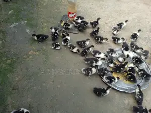 চিনা হাঁস বাচ্চা