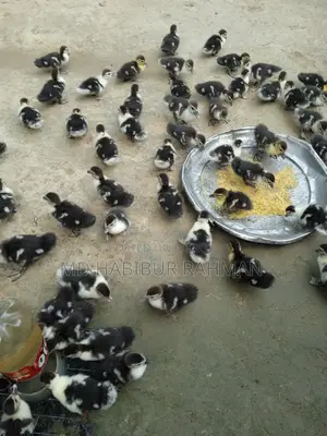 Chinese Ducklings