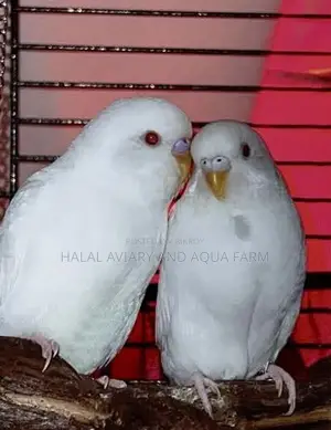Albino Red Eye Running Pair
