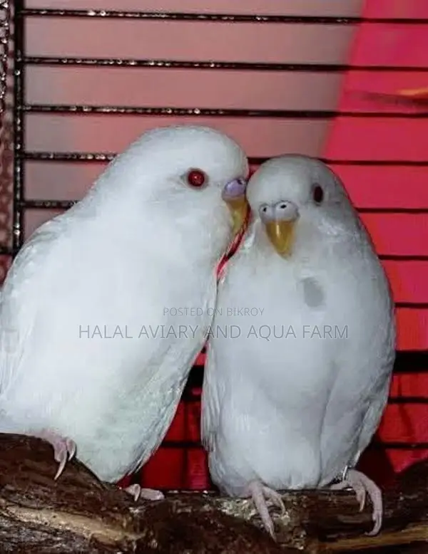 Albino Red Eye Running Pair