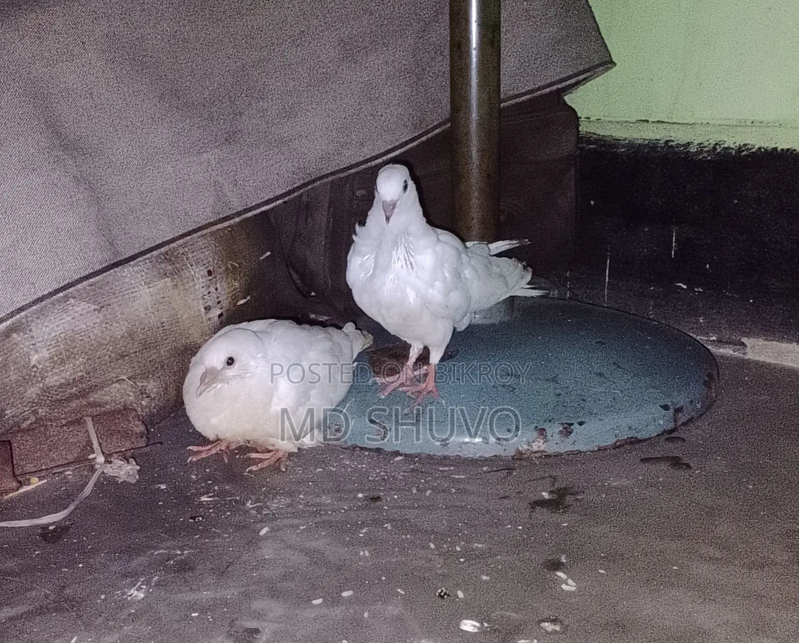 কবুতর