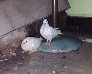 কবুতর