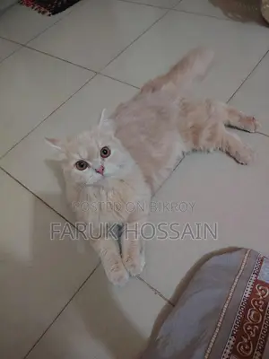 Cream Doll Face Persian Cat for Sale