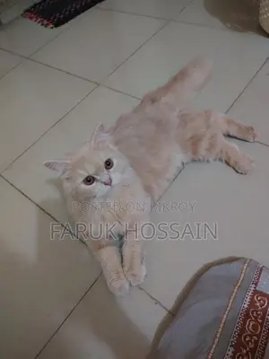 Cream Doll Face Persian Cat for Sale