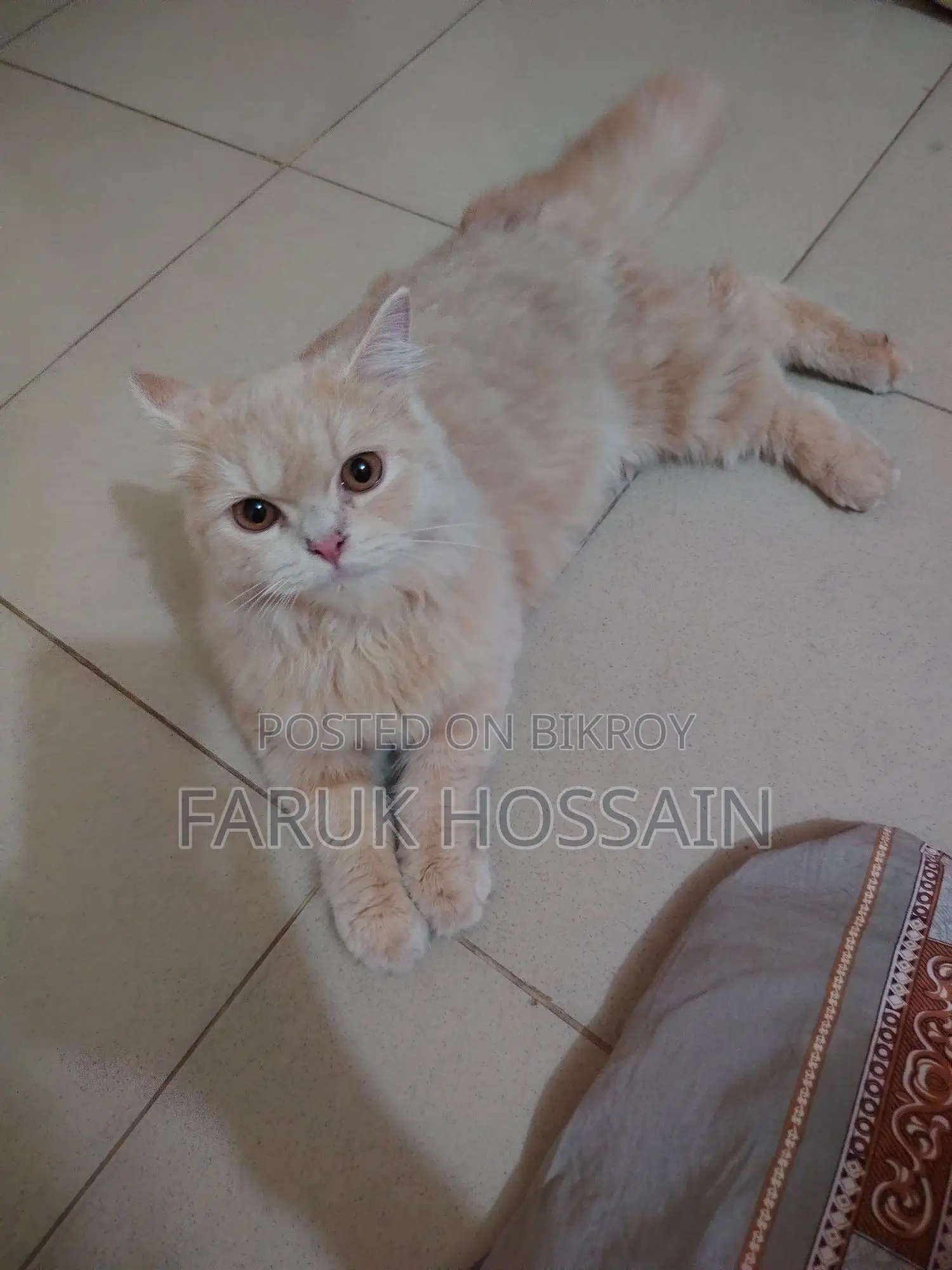 Cream Doll Face Persian Cat for Sale