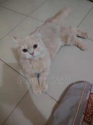 Cream Doll Face Persian Cat for Sale