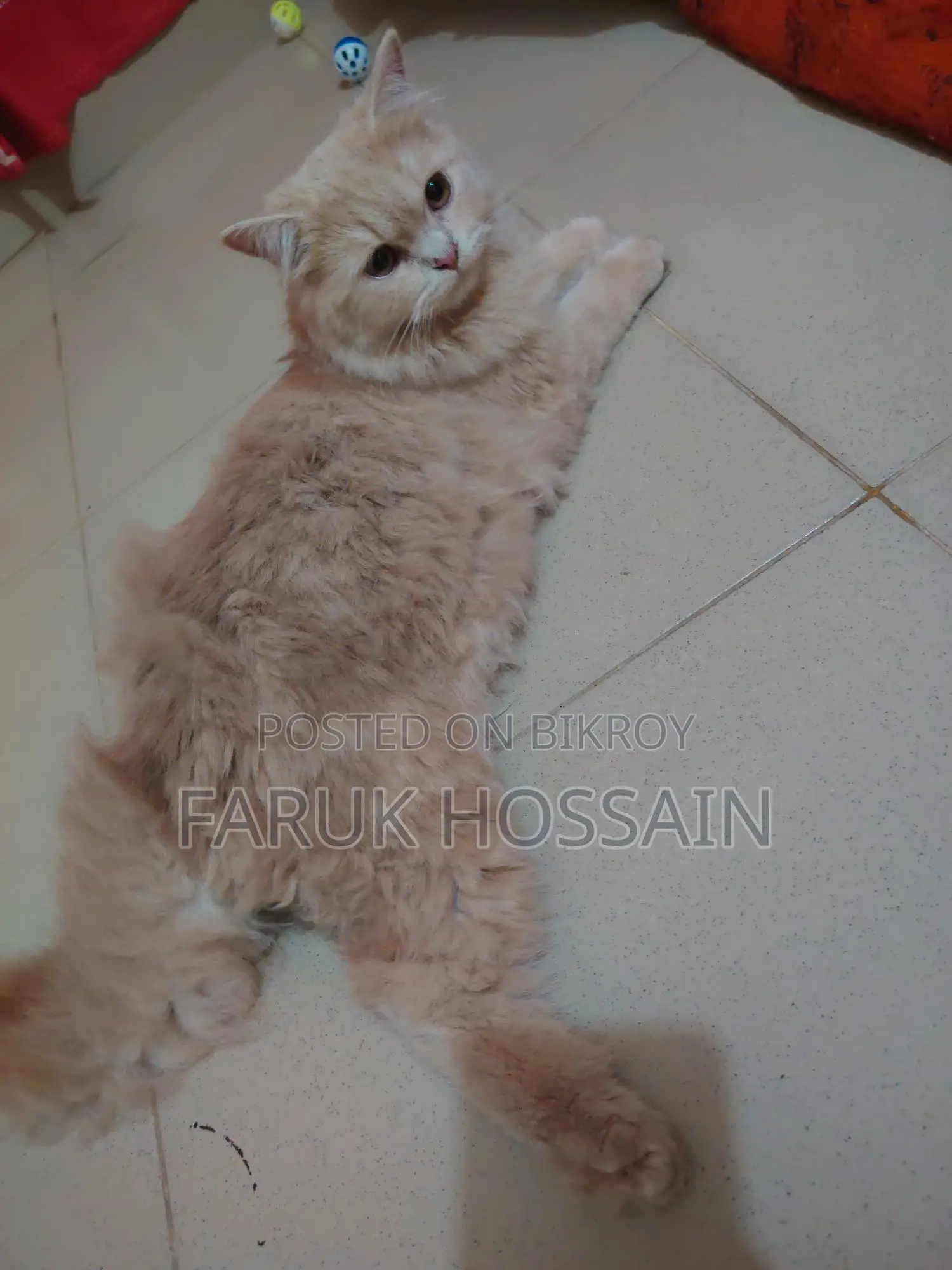 Cream Doll Face Persian Cat for Sale