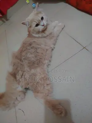 Cream Doll Face Persian Cat for Sale