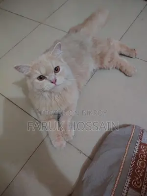 ক্রিম ডল ফেস পার্সিয়ান বিড়াল বিক্রির জন্য