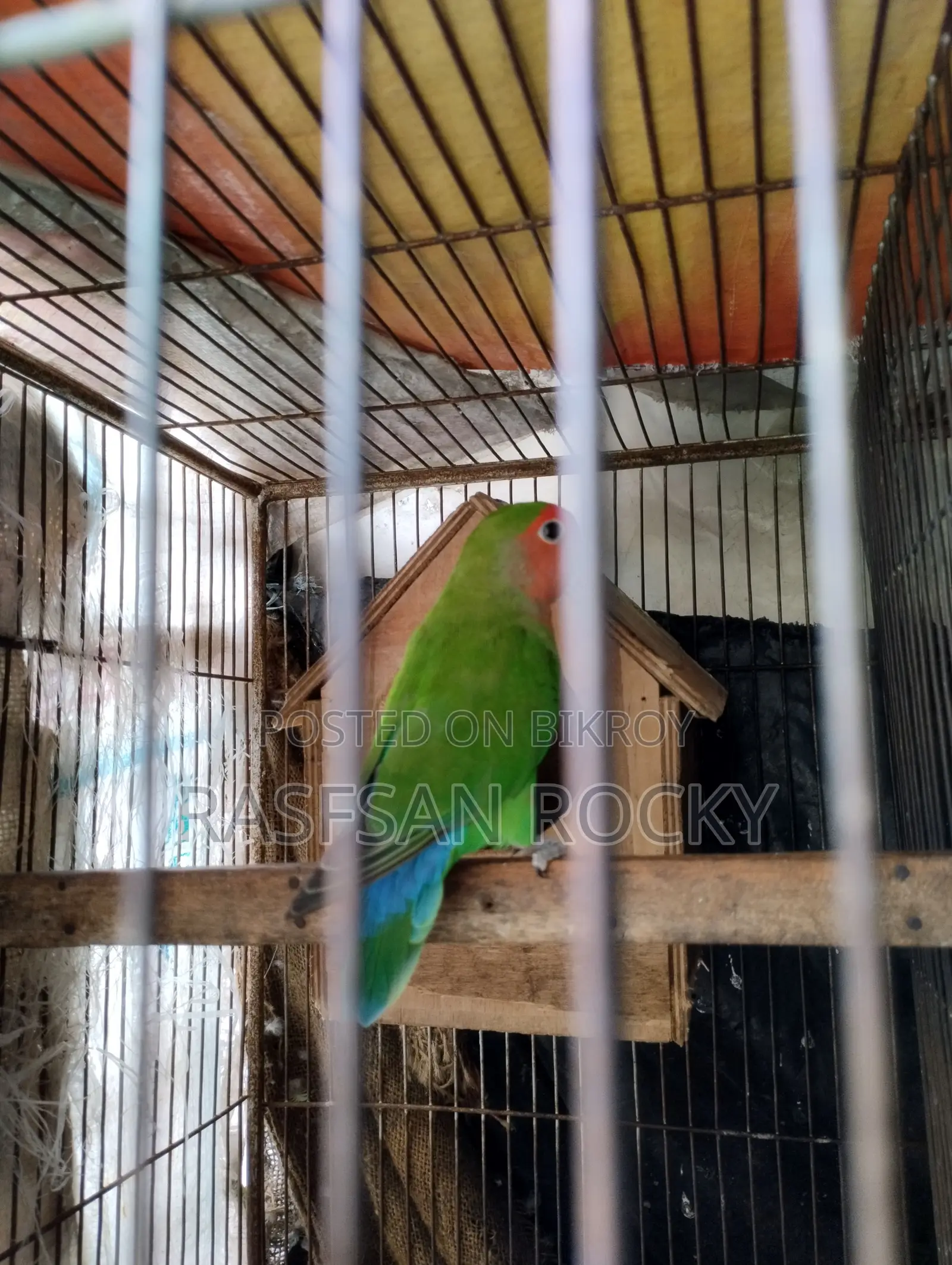 Love Bird Ringing Pair