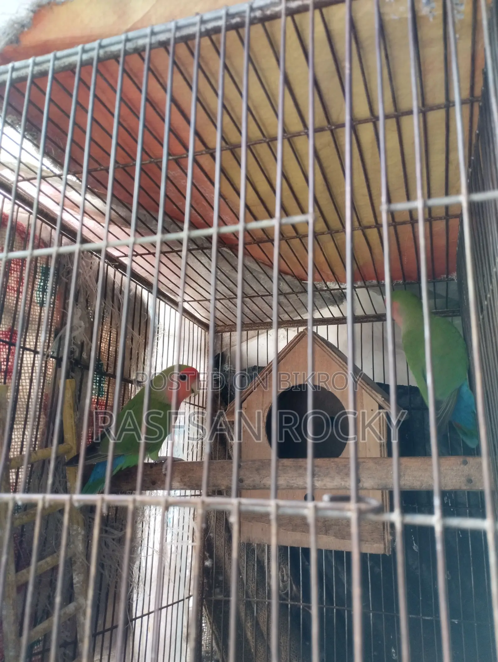 Love Bird Ringing Pair
